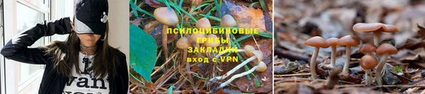 амф Богданович